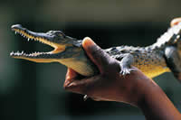 Could you handle this? Then why not buy a crocodile farm?